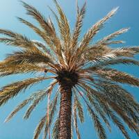 Palmiye fidanı ne zaman dikilir?