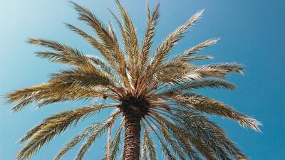 Palmiye fidanı ne zaman dikilir?