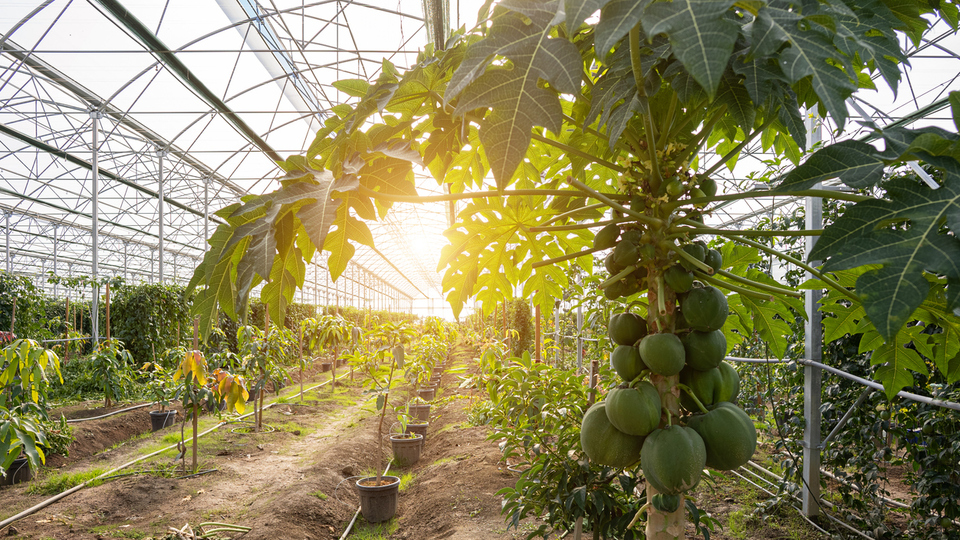 Papaya fidanı ne zaman dikilir?