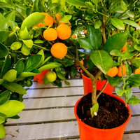 Portakal fidanı ne zaman dikilir?