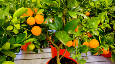 Portakal fidanı ne zaman dikilir?