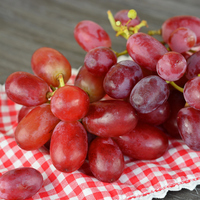 Ruby roman üzümü fidanı ne zaman dikilir?