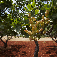 Siirt fıstığı fidanı ne zaman dikilir?