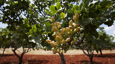 Siirt fıstığı fidanı ne zaman dikilir?