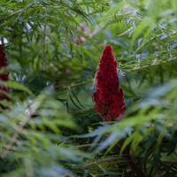 Sumak fidanı ne zaman dikilir?