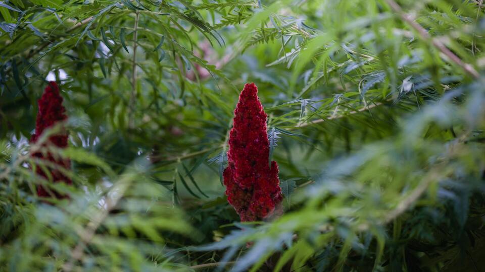 Sumak fidanı ne zaman dikilir?