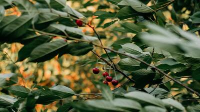 Vişne fidanı ne zaman dikilir?
