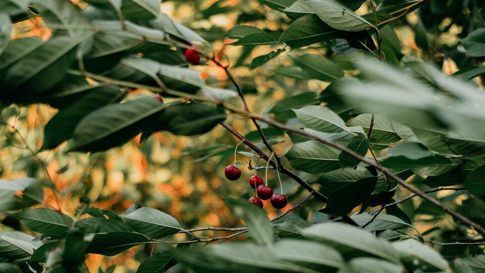 Vişne fidanı ne zaman dikilir?