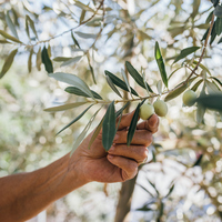 Beyaz zeytin fidanı ne zaman dikilir?