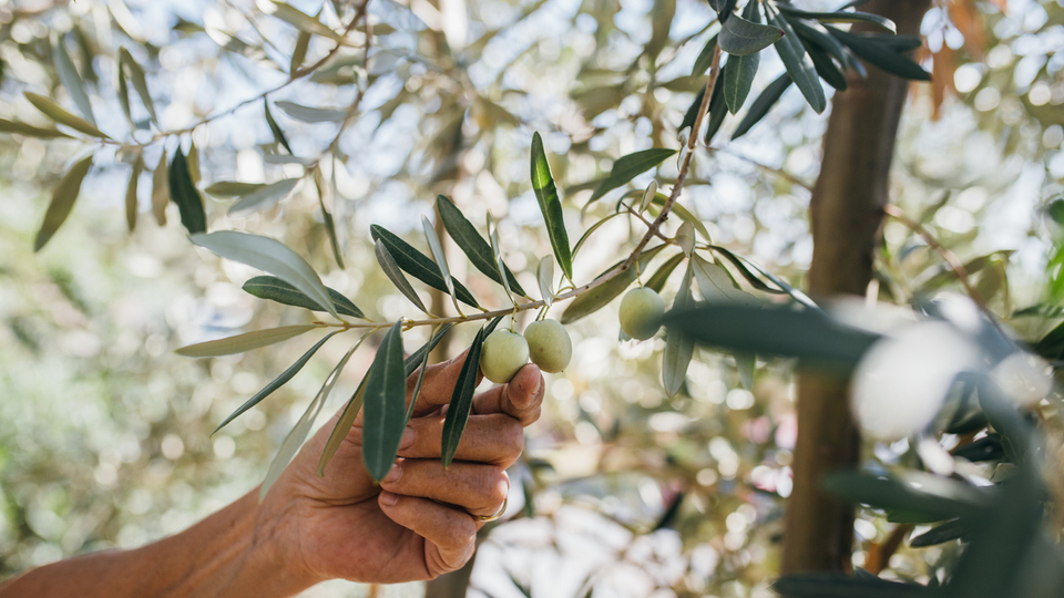 Beyaz zeytin fidanı ne zaman dikilir?