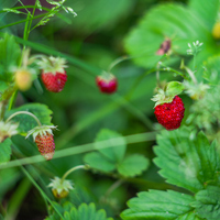 Dağ çileği fidanı ne zaman dikilir?