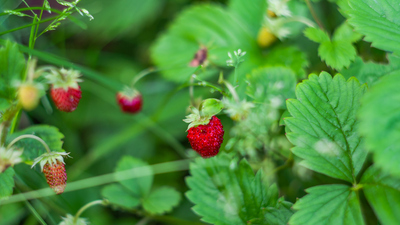 Dağ çileği fidanı ne zaman dikilir?