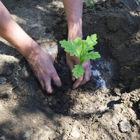 Meşe fidanı ne zaman dikilir?