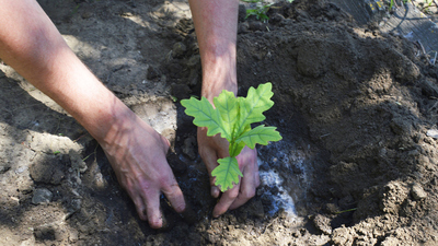 Meşe fidanı ne zaman dikilir?