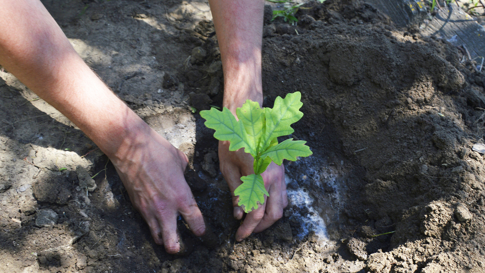 Meşe fidanı ne zaman dikilir?