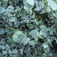 Okaliptus fidanı ne zaman dikilir?