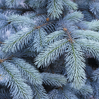 Mavi ladin fidanı ne zaman dikilir?