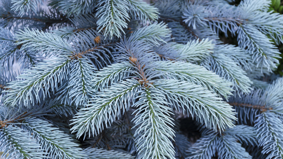 Mavi ladin fidanı ne zaman dikilir?