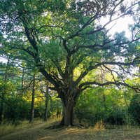 Çınar fidanı ne zaman dikilir?