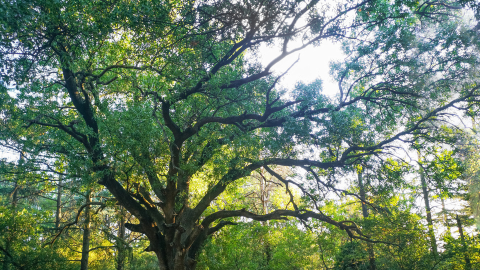 Çınar fidanı ne zaman dikilir?