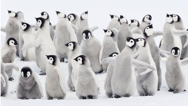 Antarktika'da 10 bine yakın penguen yavrusu eriyen buzlar nedeniyle öldü