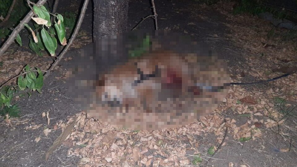 Ev sahibi dehşeti: 2 kiracısını yaraladı, köpeklerini öldürdü
