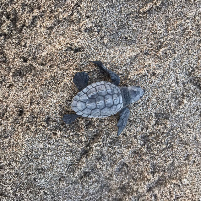 Patara'da rekor!