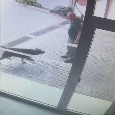 O Pitbull'un sahipleri yakalandı!