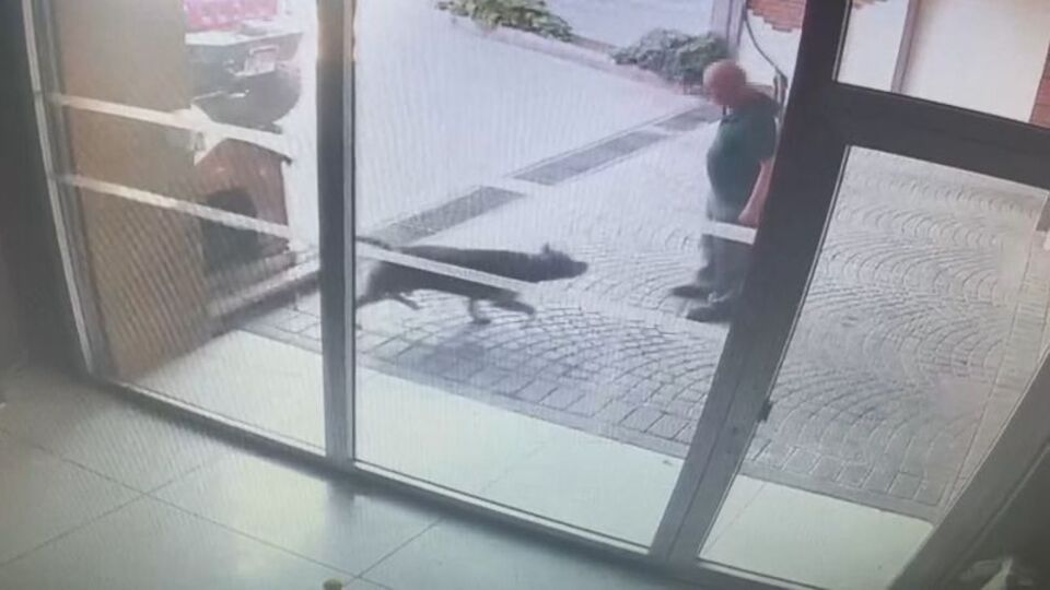 O Pitbull'un sahipleri yakalandı!