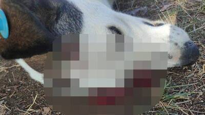 Bir cani katliamı daha!