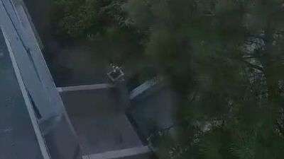 Büyükçekmece'de maymun insanlara saldırdı