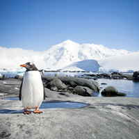 Antarktika'da penguenlerin soyu tehlikede!