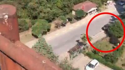 Yorgun mermi denilmişti! Benek'i kargalar öldürmüş