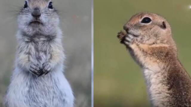 Anadolu yer sincab�n�n sevimli g�r�nt�leri kameraya yans�d�