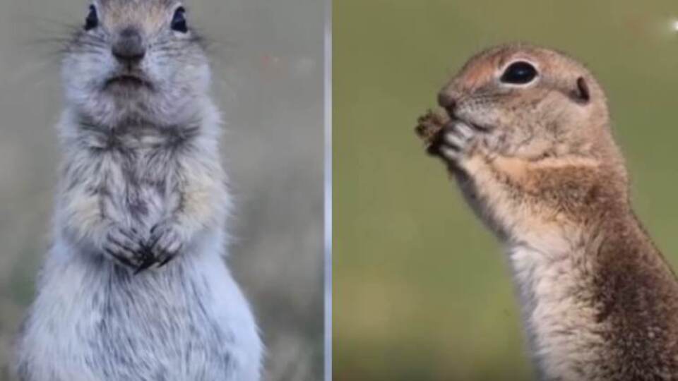 Doğa Koruma ve Milli Parklar paylaştı