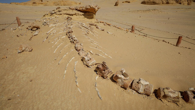İşte dünyanın en iyi balina fosilleri!