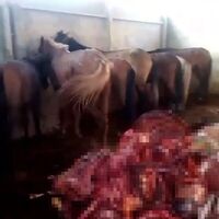 Kesilmiş eşek ve at ele geçirildi