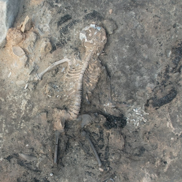  3 bin 700 yıllık beyin kalıntıları bulundu