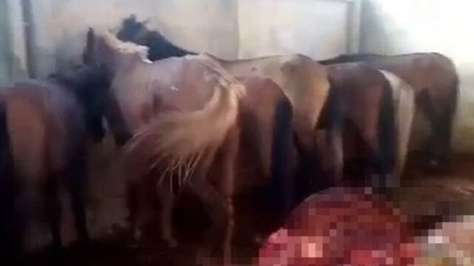 Adana'daki kaçak hayvan kesimde tutuklama!