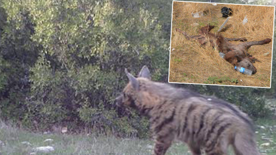 Sürücüler dikkat! Ona çarpan 70 bin TL ödeyecek!