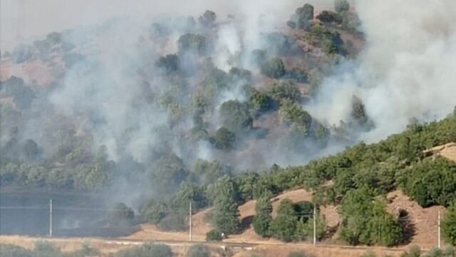 Anızla birlikte ormanı da yaktı
