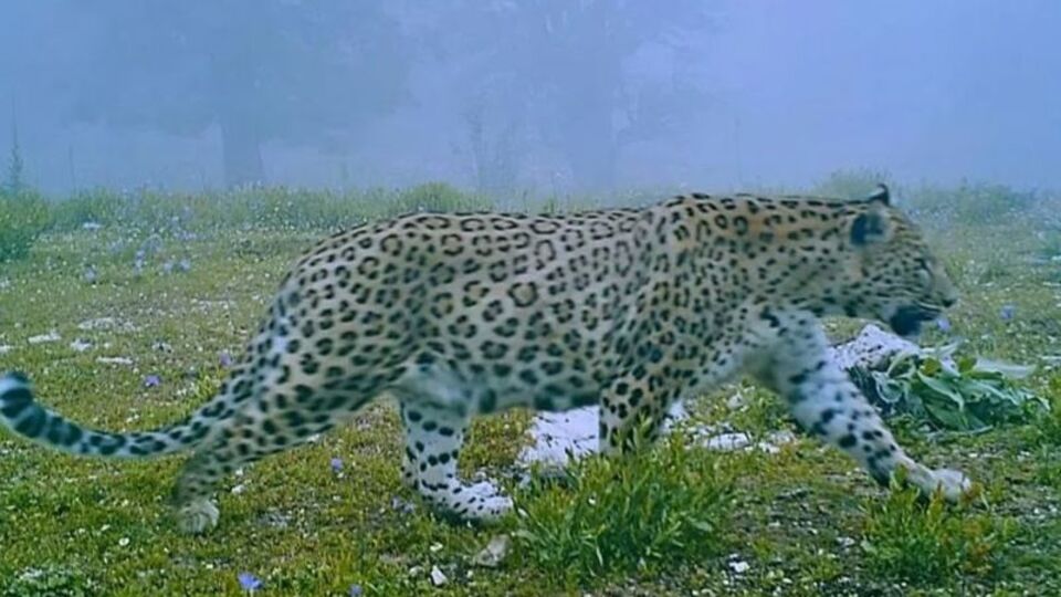 Gizemli efsane görüntülendi