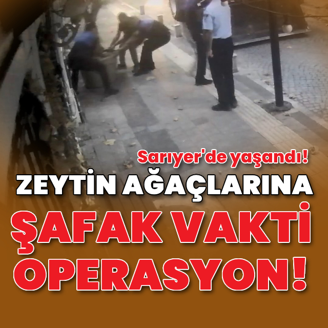 Şafak vakti zeytin ağaçlarını taşıdılar!