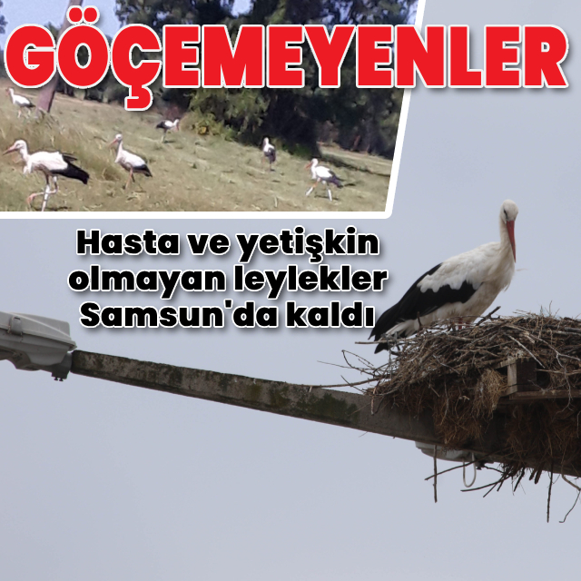 Göçemeyenler! Hasta ve yetişkin olmayan leylekler Samsun'da kaldı