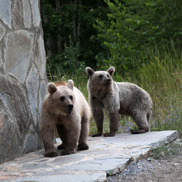  2 bin 250 rakımlı Nemrut'ta görüldüler
