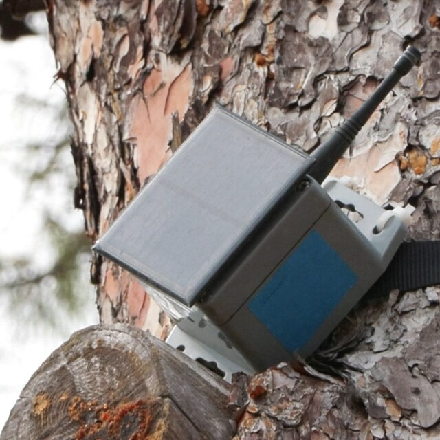  İstanbul'da denenmeye başlandı! Bu kozalak yangını önlüyor