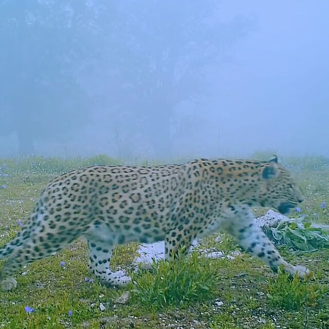  Anadolu'nun gizemli efsanesi görüntülendi