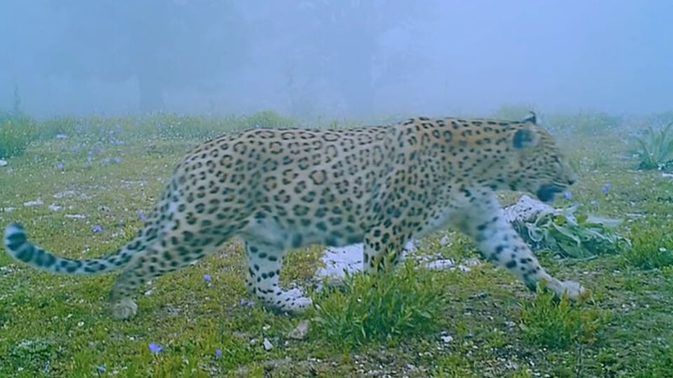 Anadolu'nun gizemli efsanesi görüntülendi