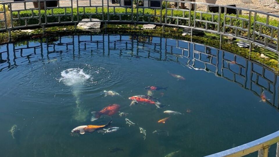 125 bin dolar değerindeki balıkları yedi