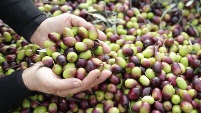 Milas yağlı zeytini AB'de coğrafi işaret tescili aldı